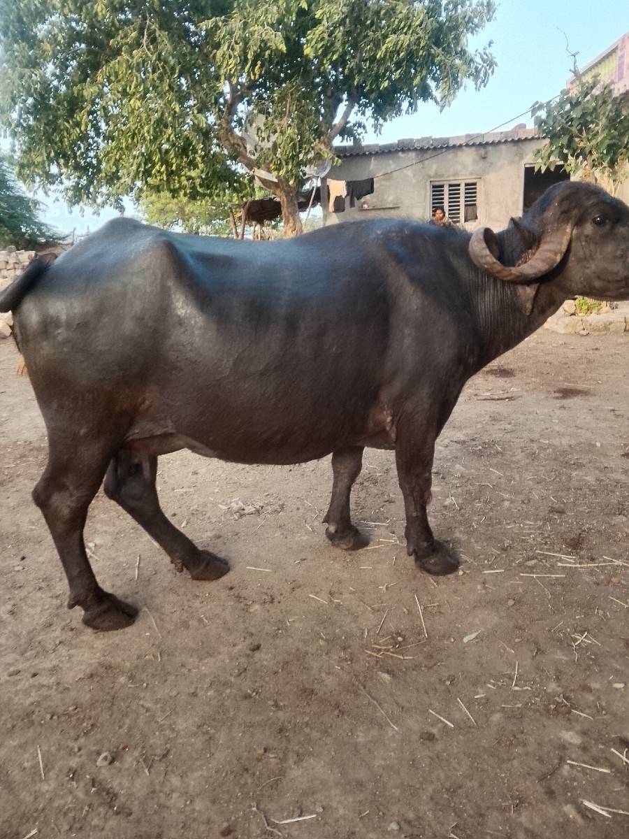 આ ભેંસ વેચવાની છે