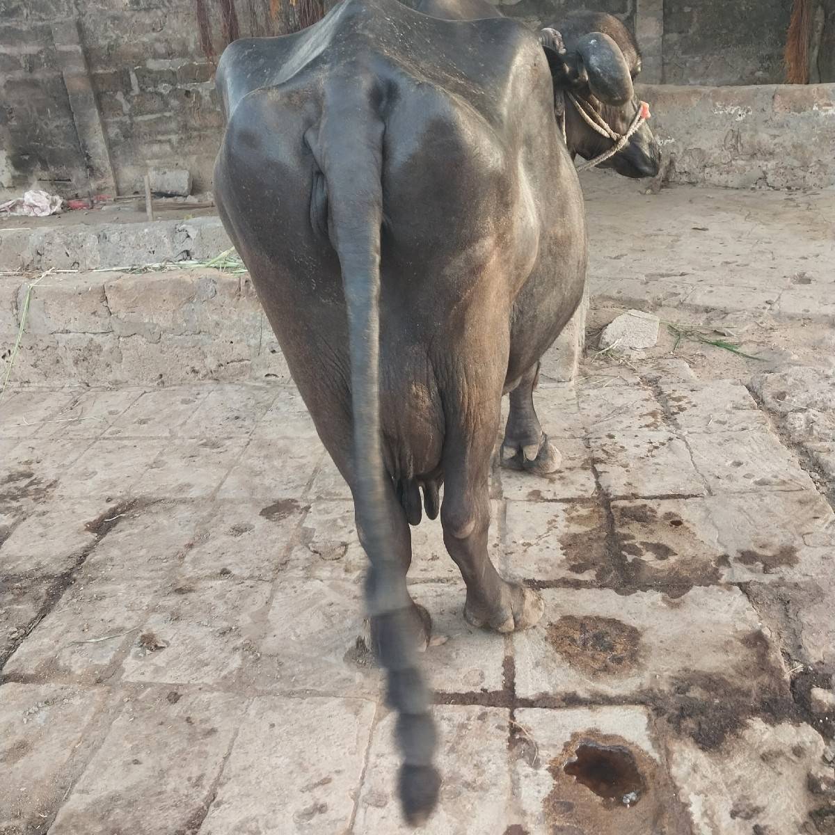 ભેશ વેચવાની છે