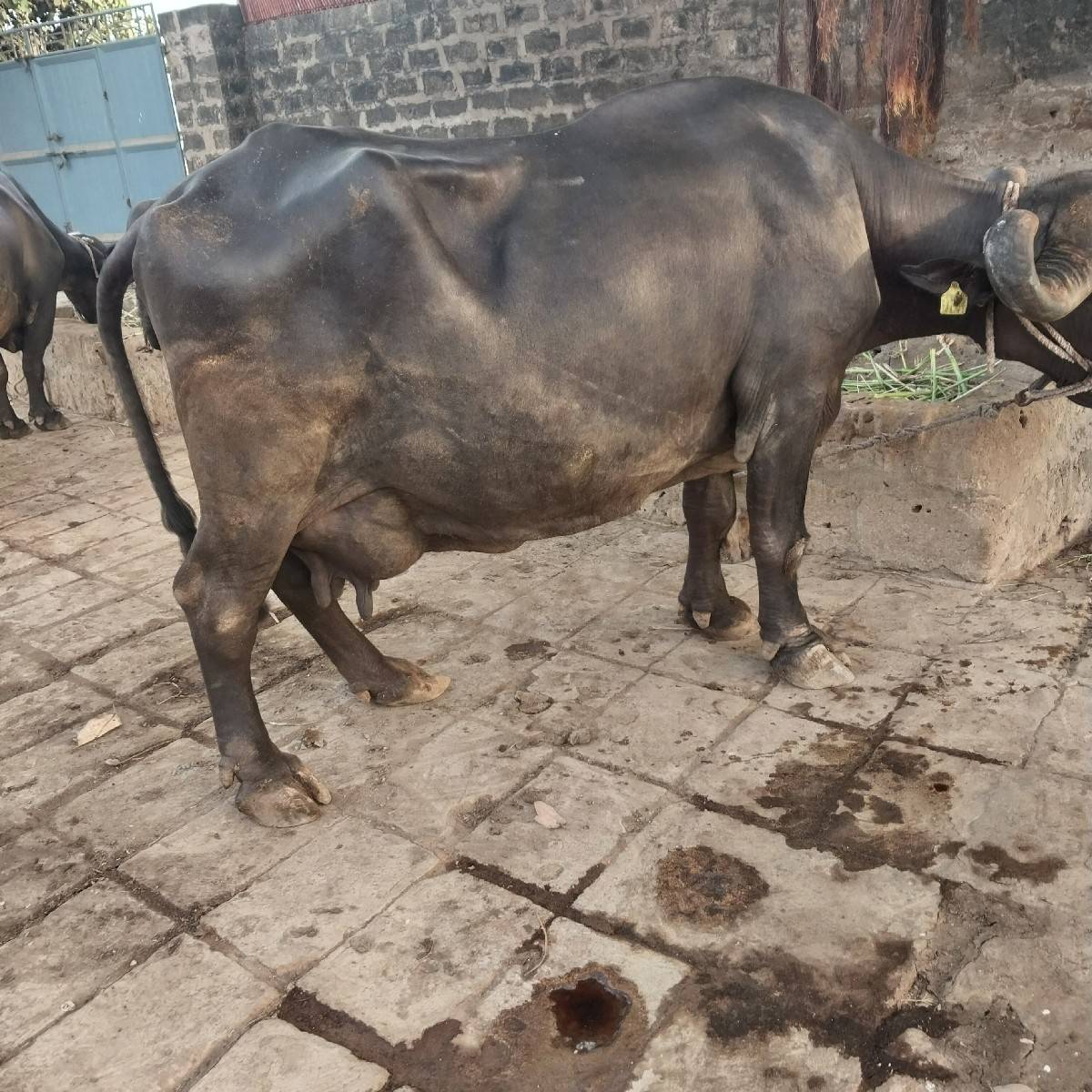 ભેશ વેચવાની છે