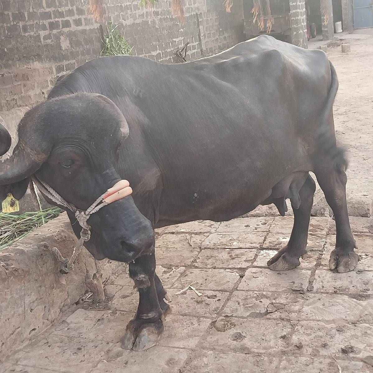ભેશ વેચવાની છે