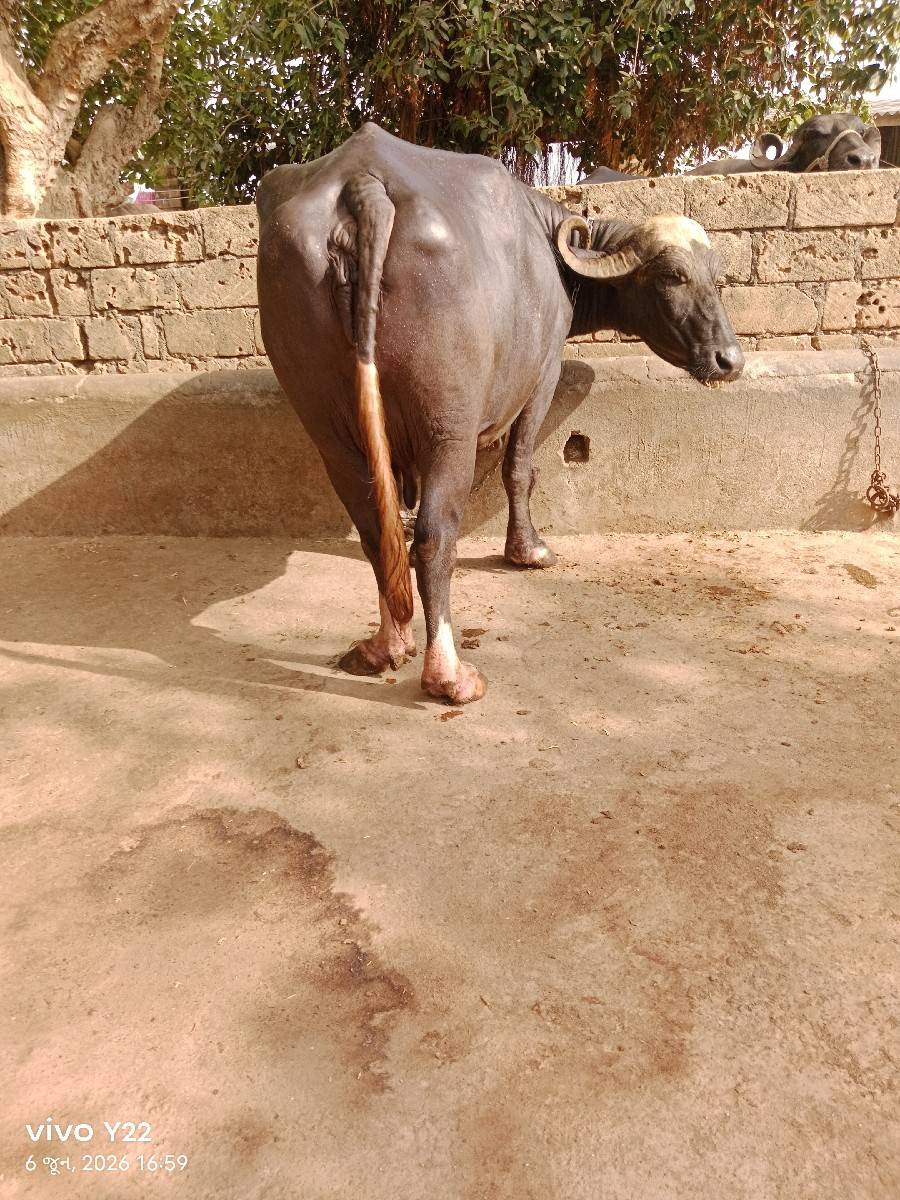 7016630901
