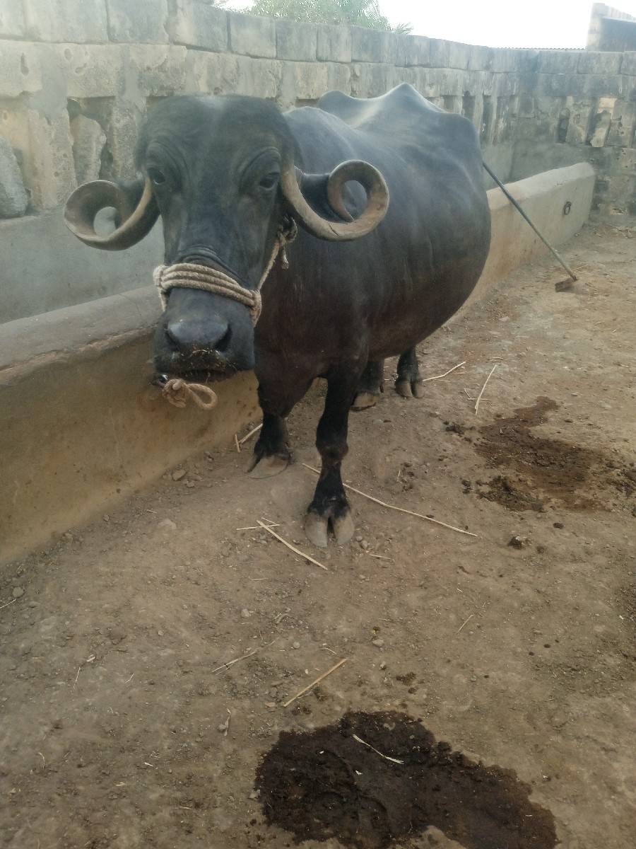 ભેંસ વેચવાની સે
