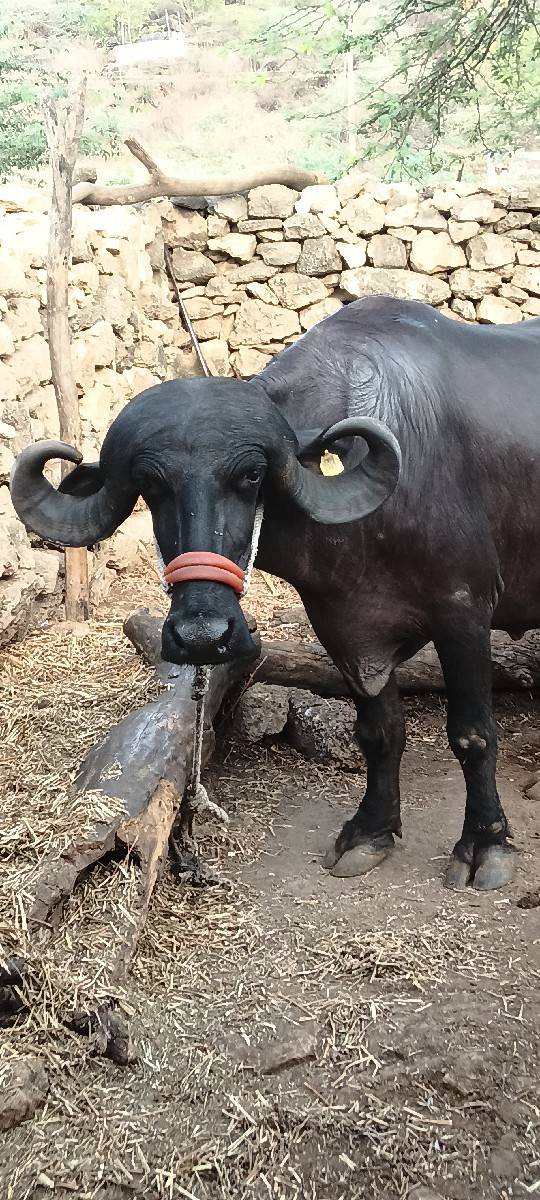ભેંસ