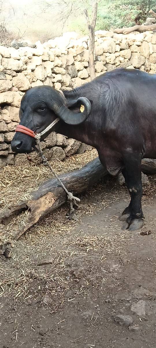 ભેંસ