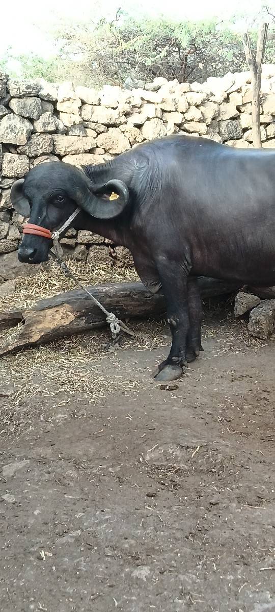 ભેંસ