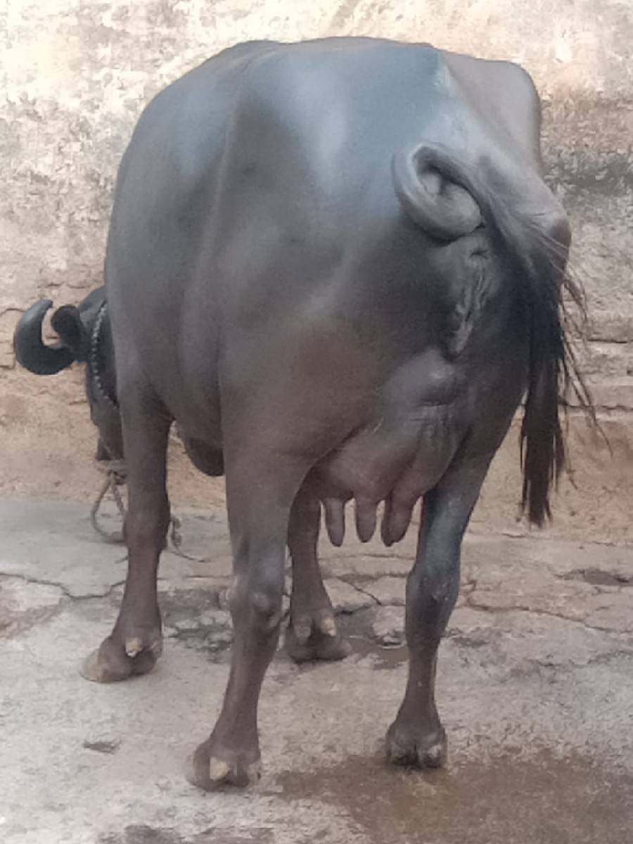 ભેંસ વેચવાનું છે