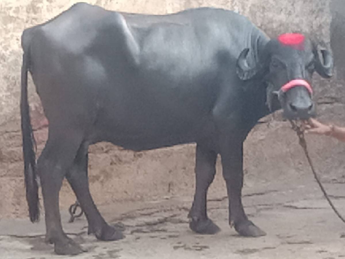ભેંસ વેચવાનું છે