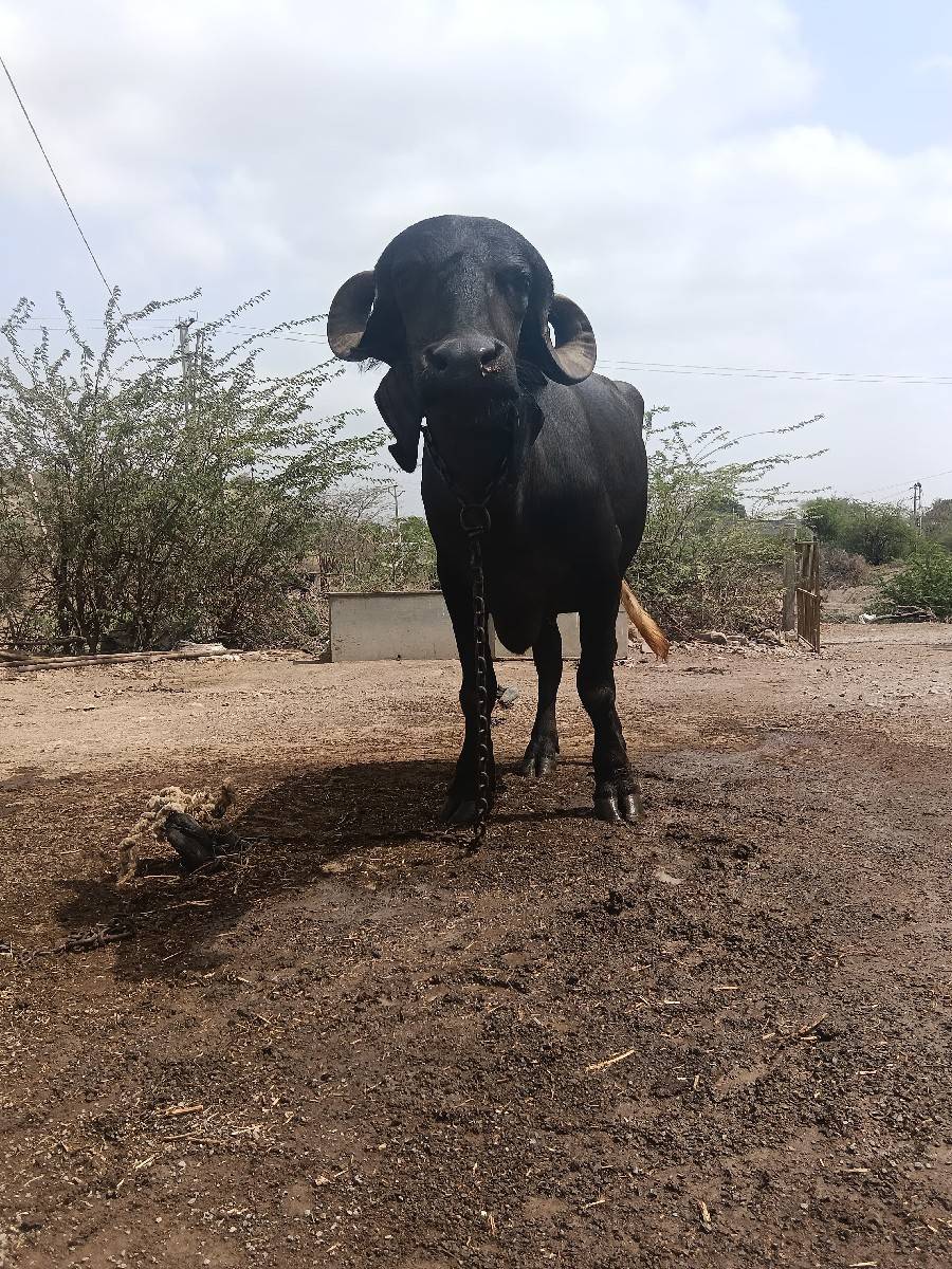છ મહિના ગાભણી