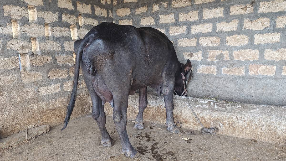 જાફરાબાદી ખળેલી વેચવાની છે