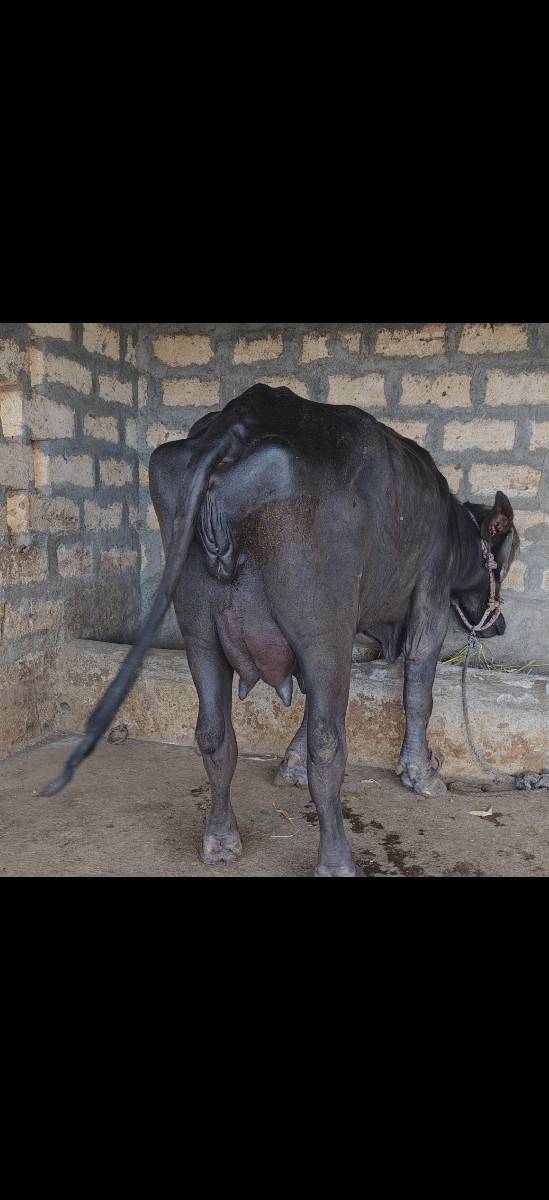 જાફરાબાદી ખળેલી વેચવાની છે