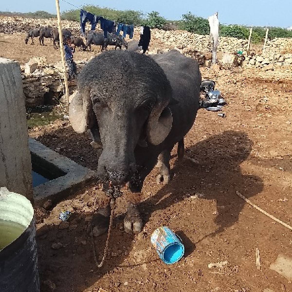 પાડો વેચવાનો છે