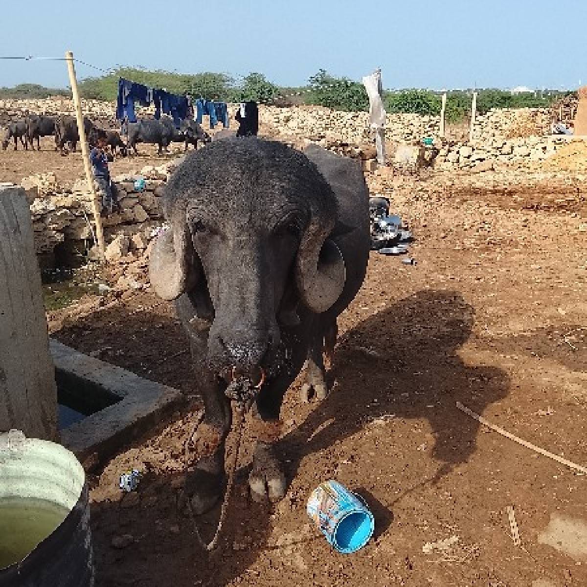 પાડો વેચવાનો છે