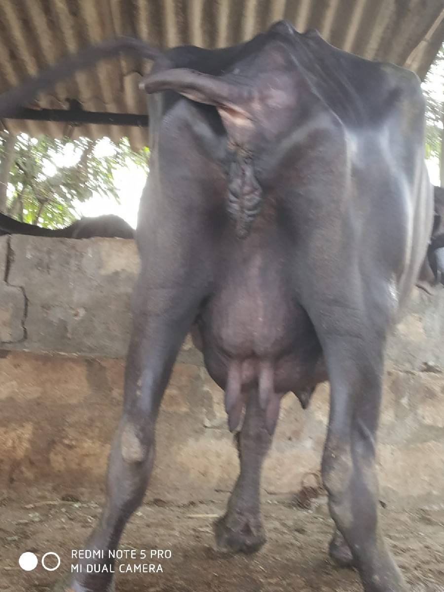 ભેંસ વેચવાની છે