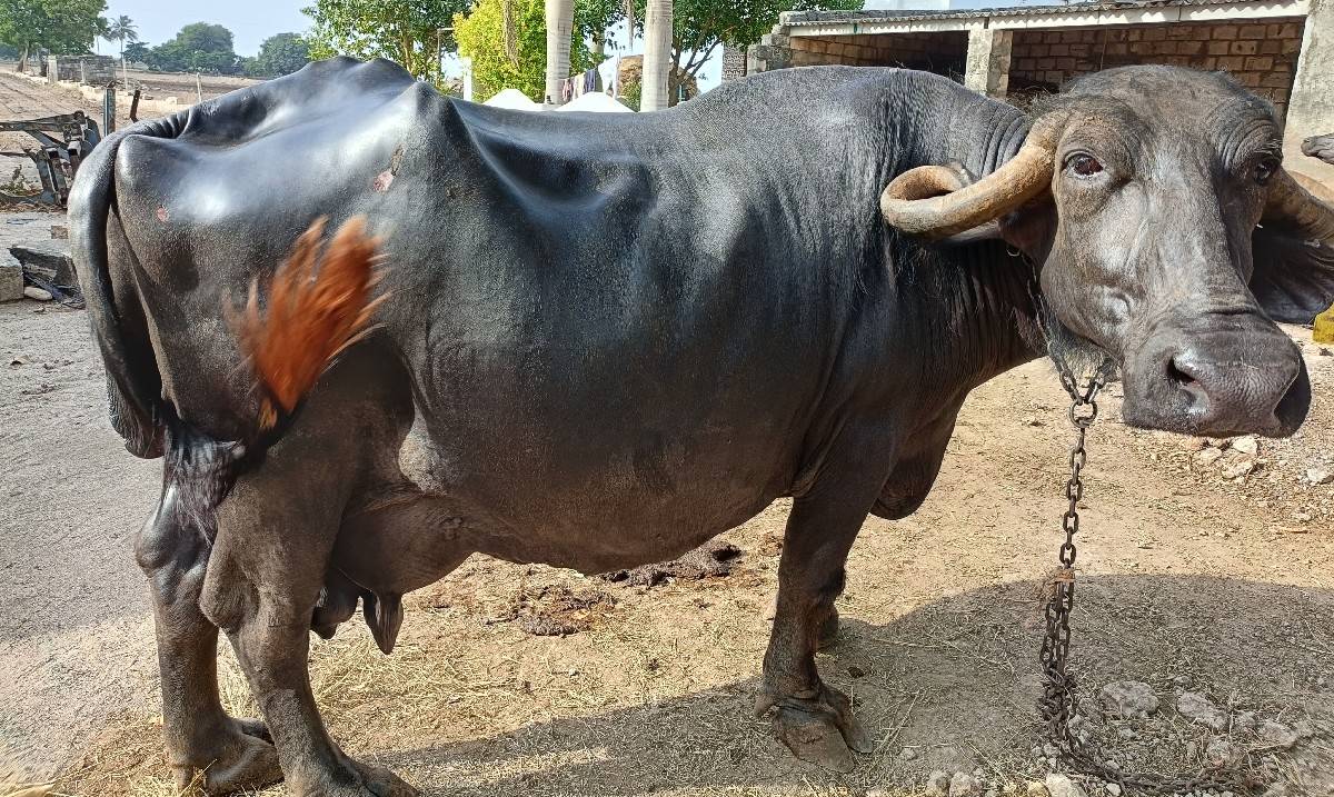 vechvani