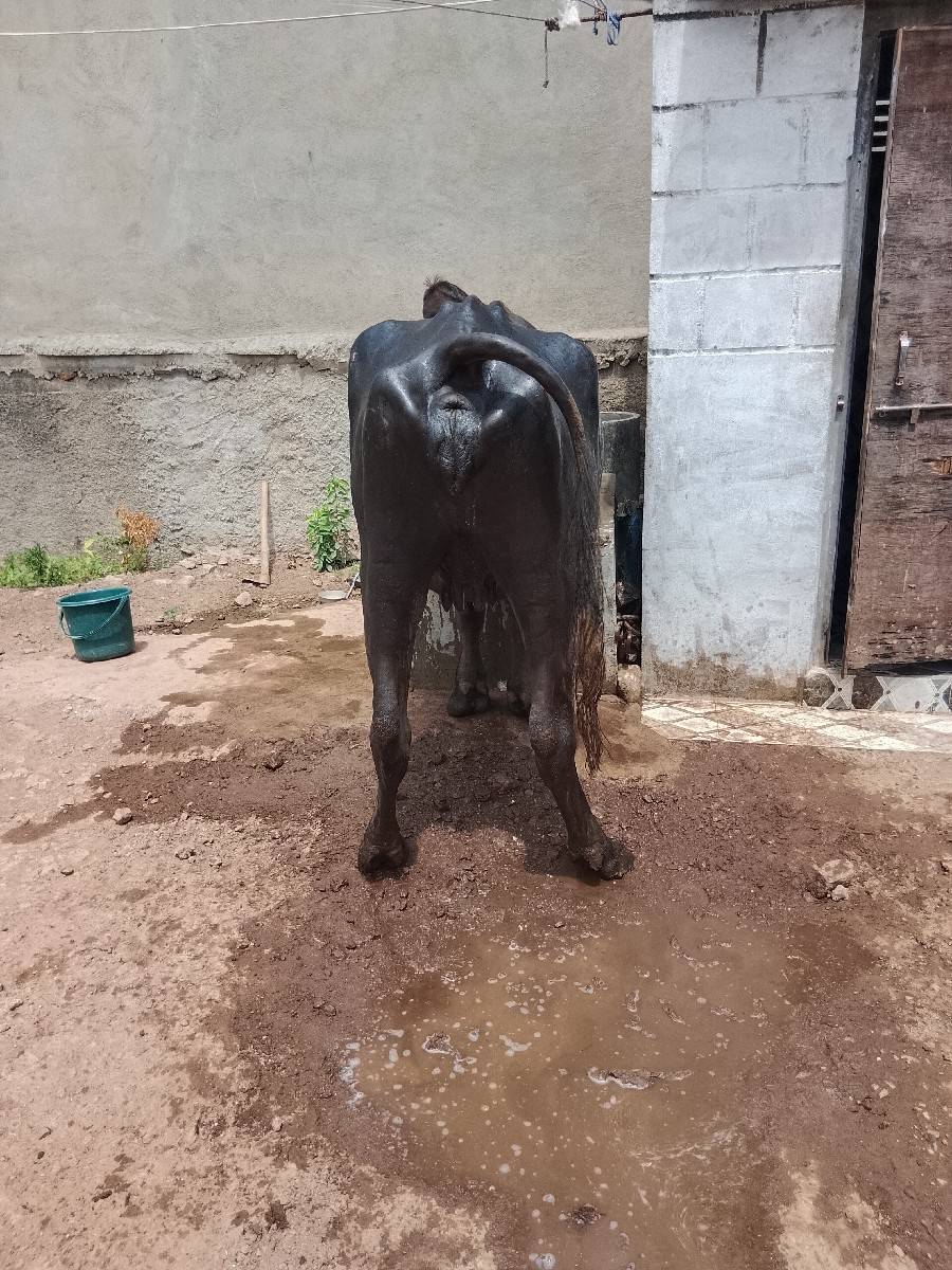 2 khadeli vechavani chhe