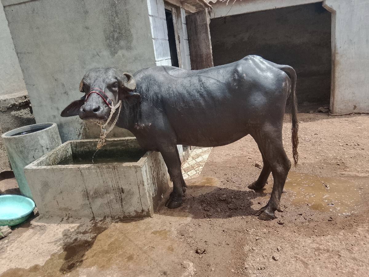 2 khadeli vechavani chhe