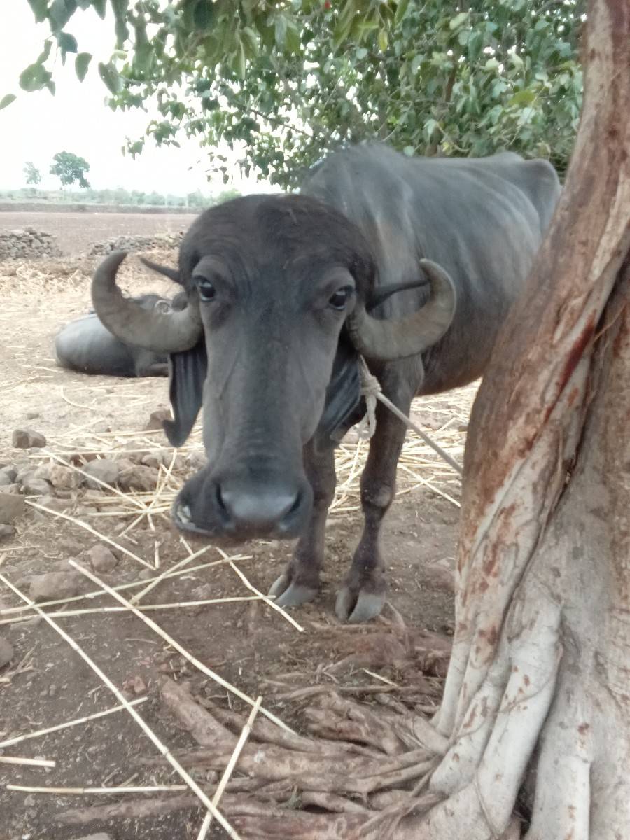 ખડેલી વેશવાની છે