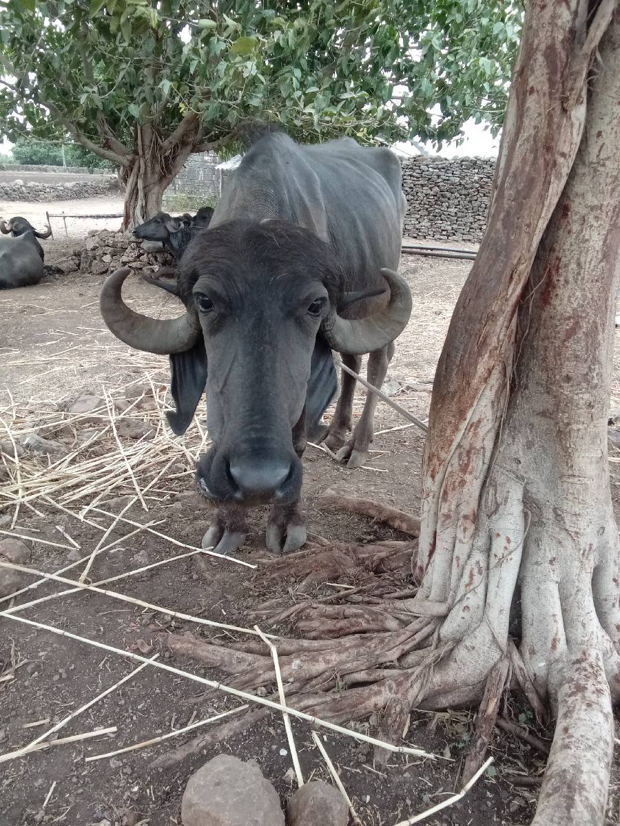 ખડેલી વેશવાની છે