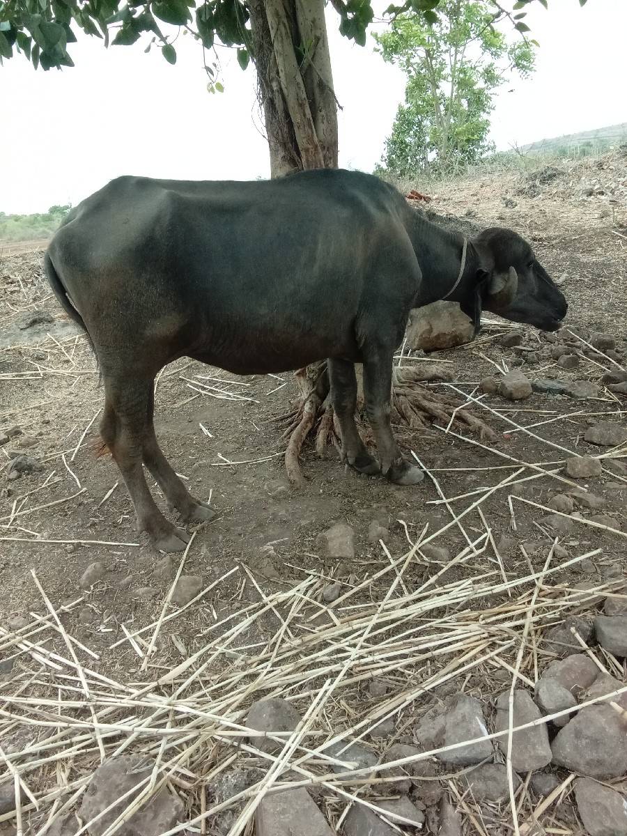 ખડેલી વેશવાની છે