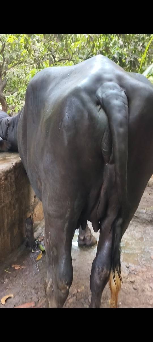 પેલવતરી ખડેલી વેચવાની છે.