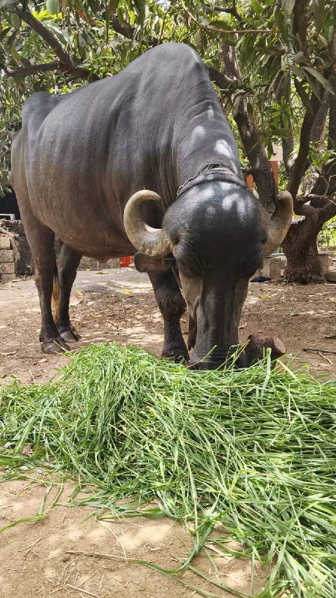 પેલવતરી ખડેલી વેચવાની છે.