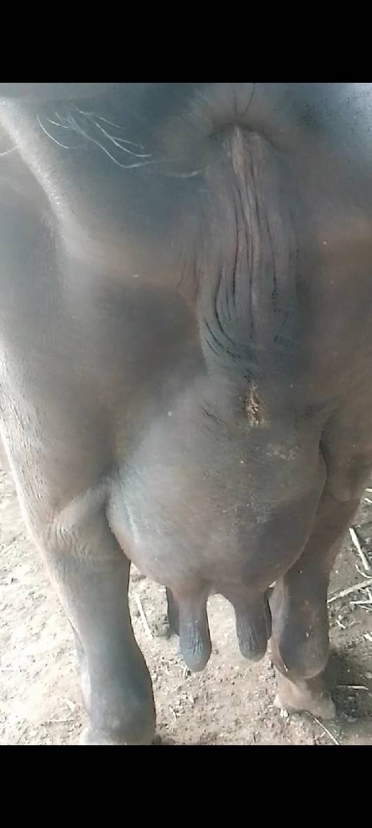 આ ભેંસ વેચવાની છે