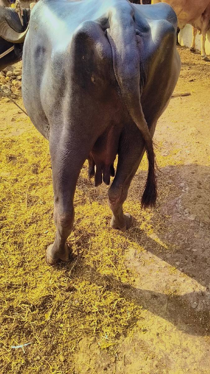 ભેંસ વેચવાની છે વેતર 4