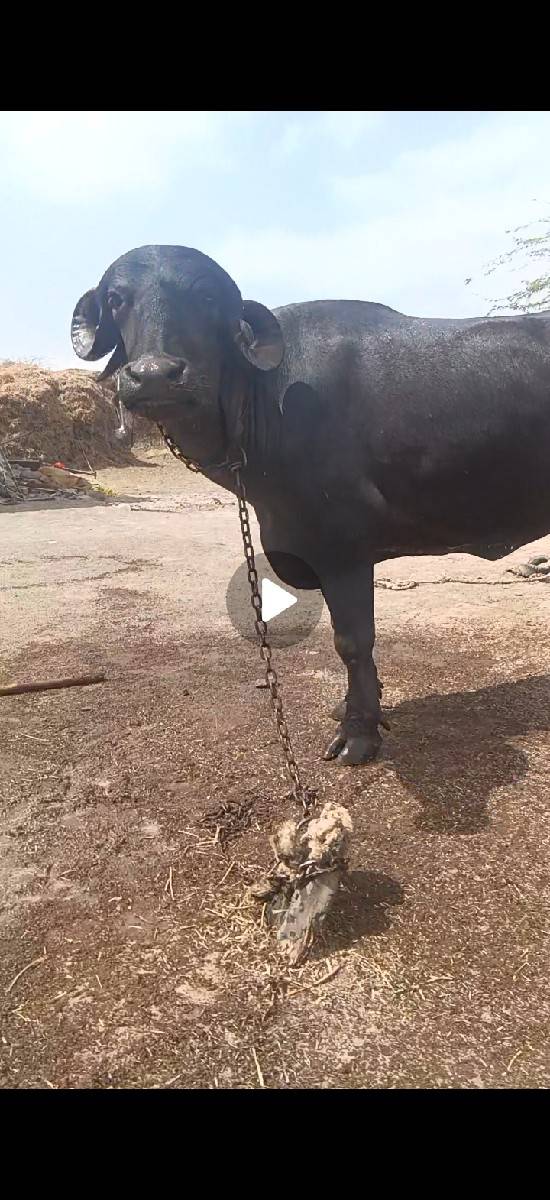 વેચવાની છે