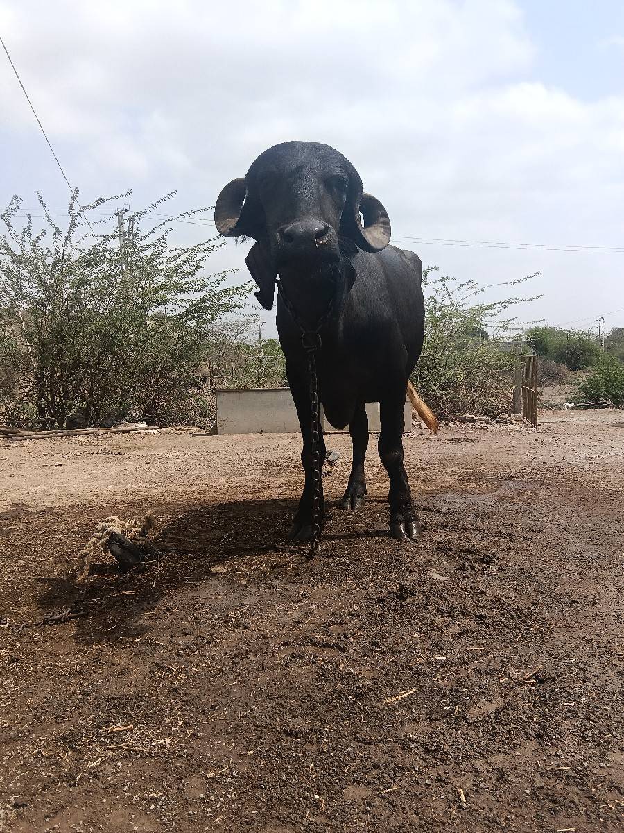 વેચવાની છે