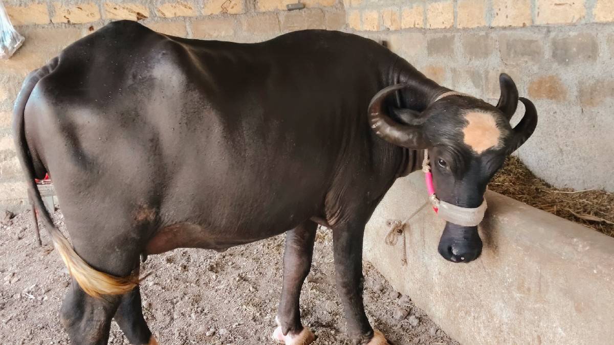 ભેંસ વેચવાની છે