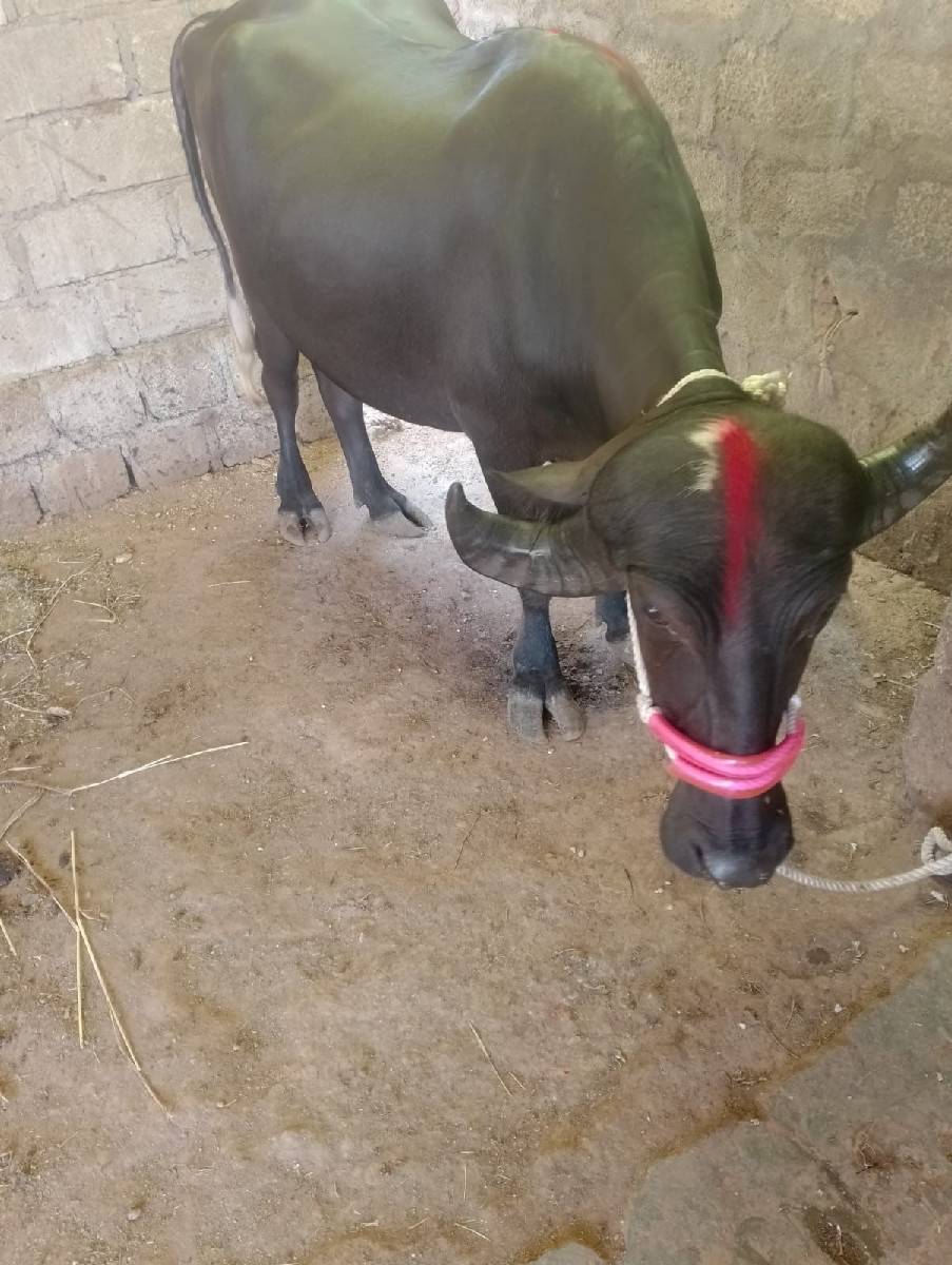 પેલા નેત્રની સે