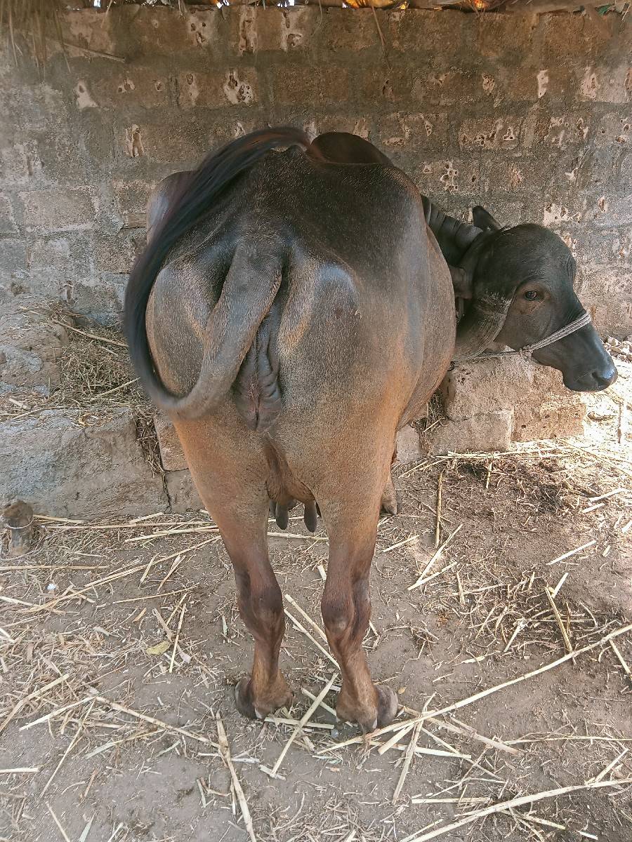 ખળેલી વેચવાની છે