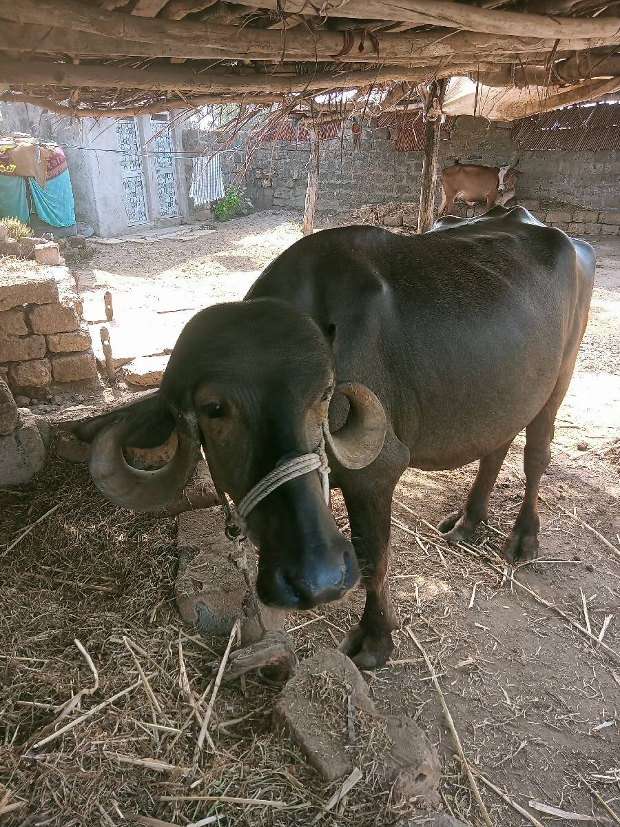 ખળેલી વેચવાની છે