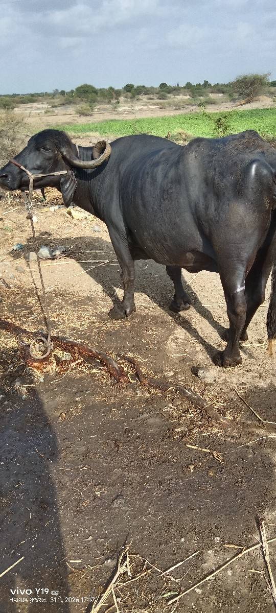 આ ભેંસ વેચવાની છે