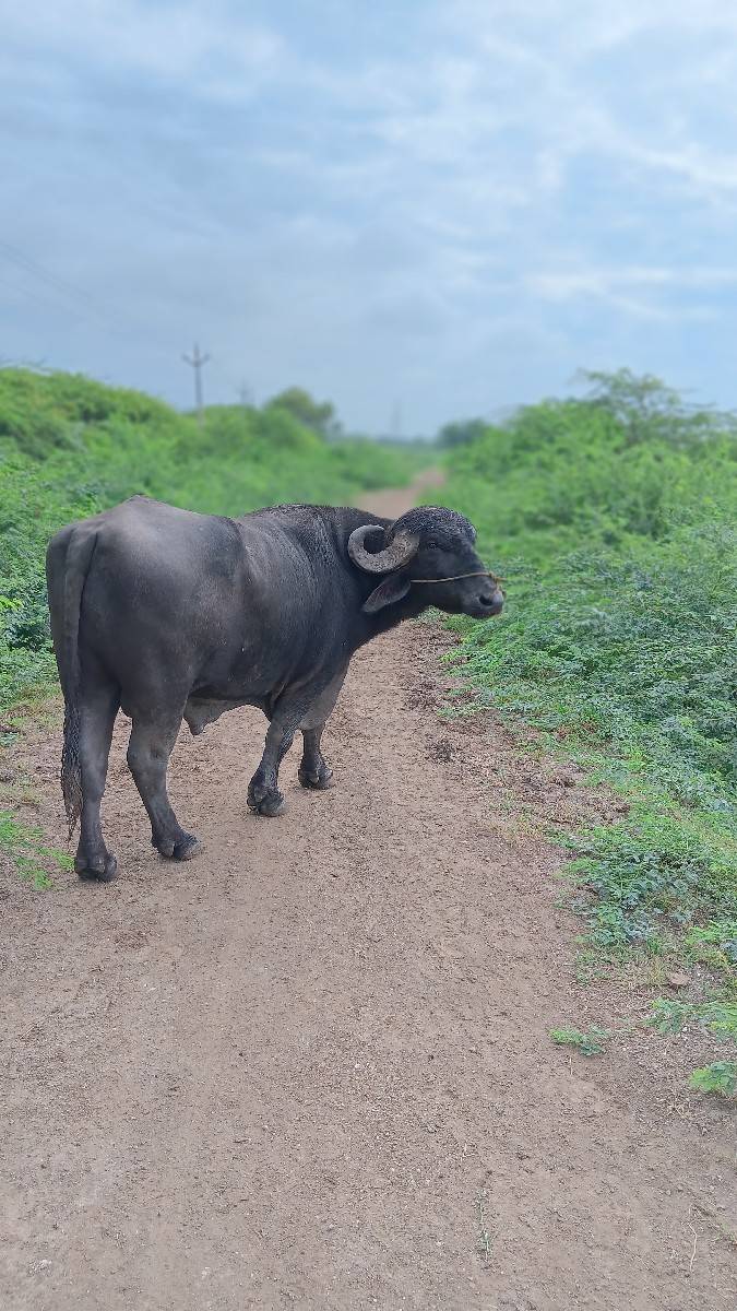 પાડો