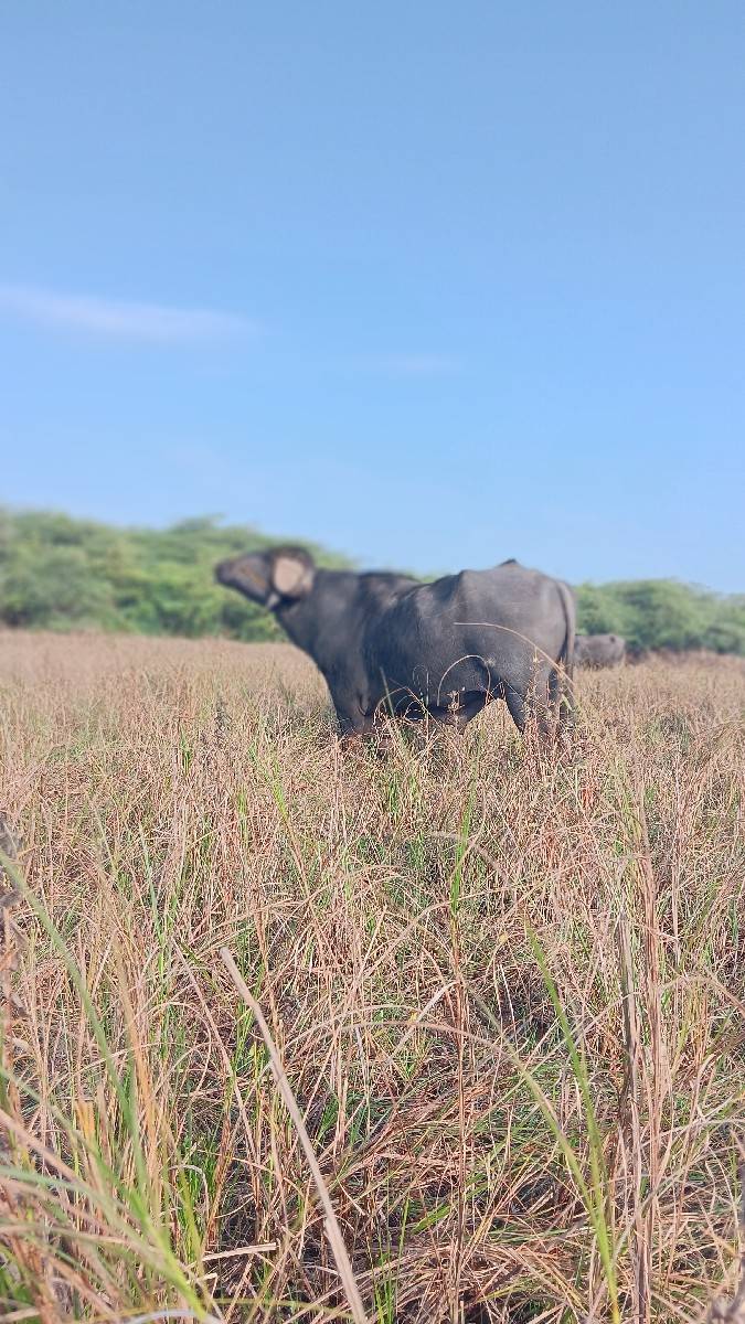 પાડો