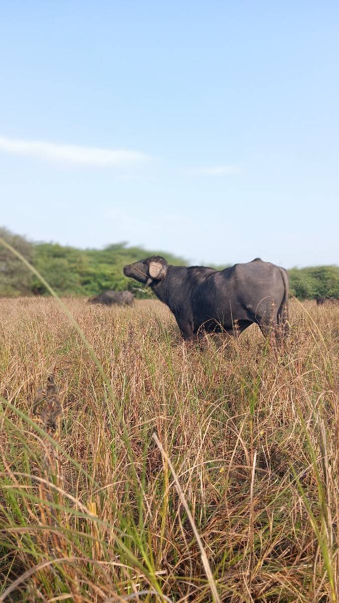 પાડો
