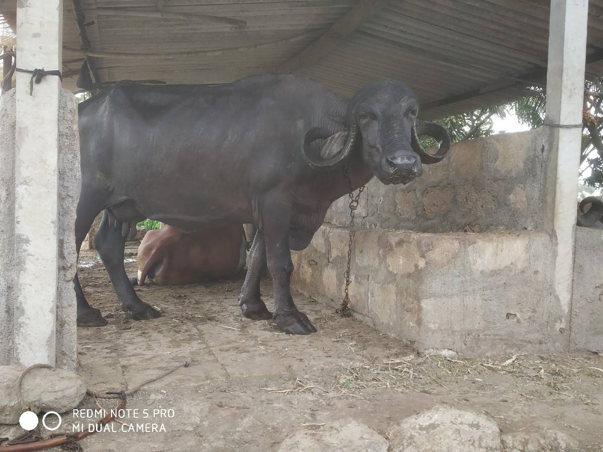 ભેંસ વેચવાની છે