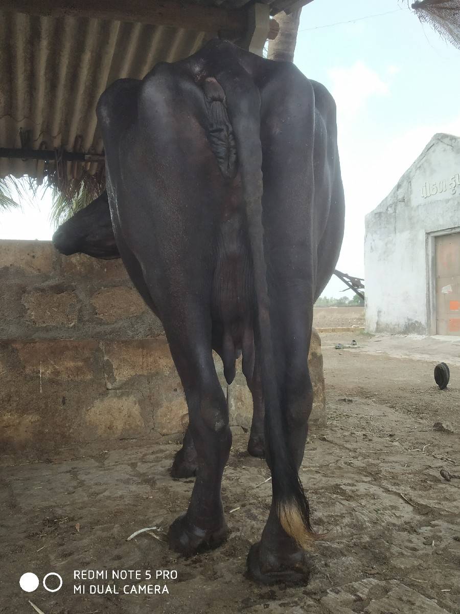 ભેંસ વેચવાની છે