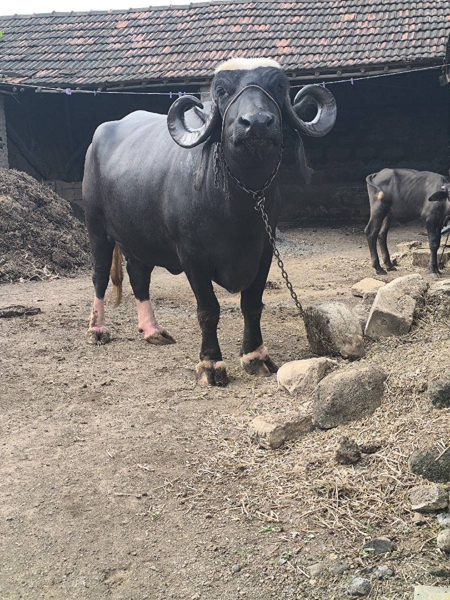 ભગર ભેસ વેચવાની છે