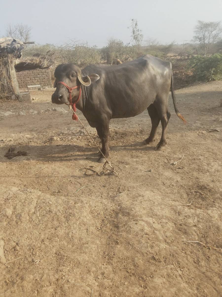 આ ખડેલી વેચવાની છે