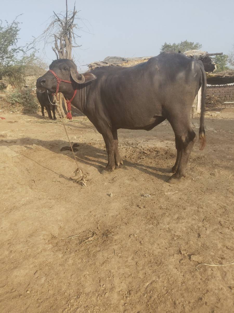 આ ખડેલી વેચવાની છે