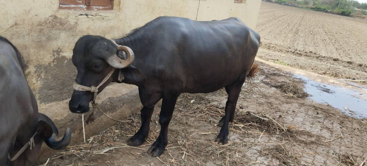 kadelu