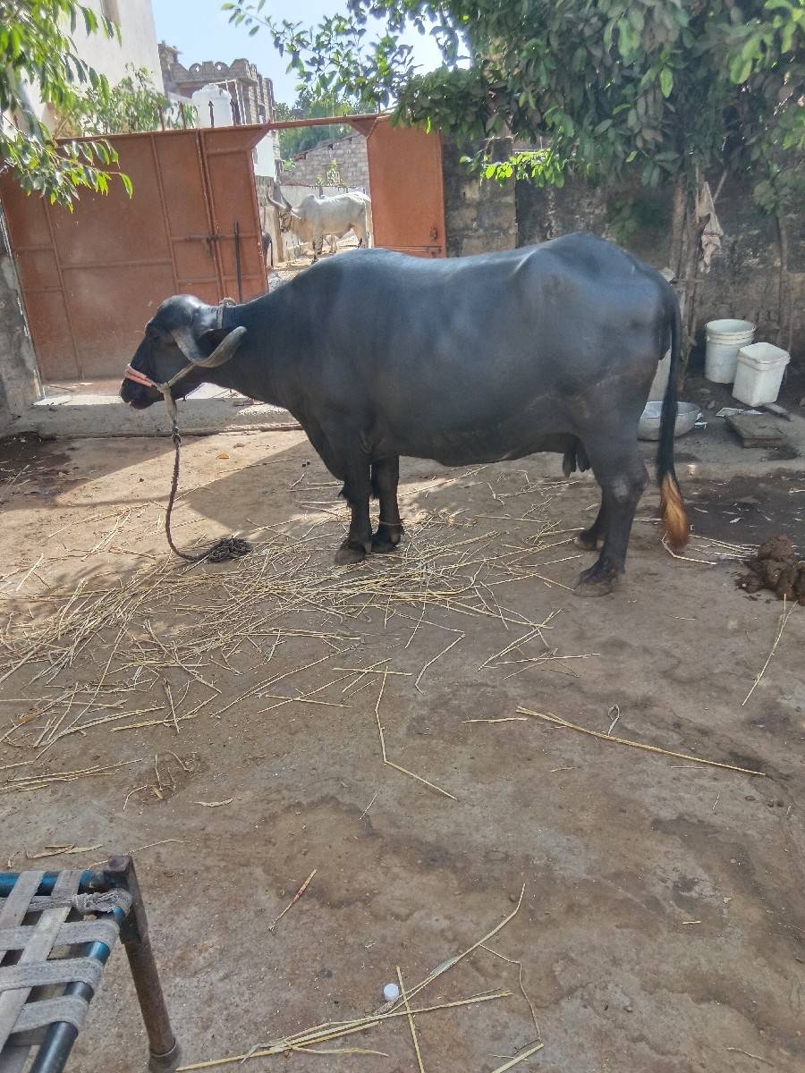 કરેલી બીજા વેતનની ભેંસ વેચવાની છે