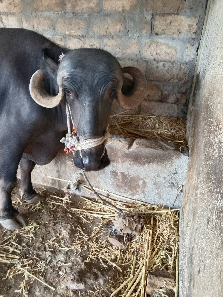 ભેંસ વેચવાની છે