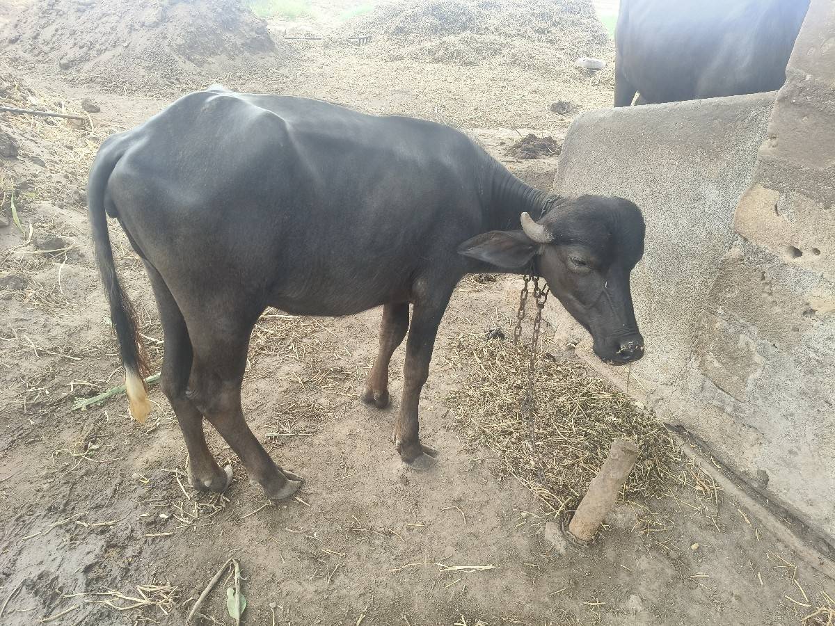 પાડી વેચવાની છે