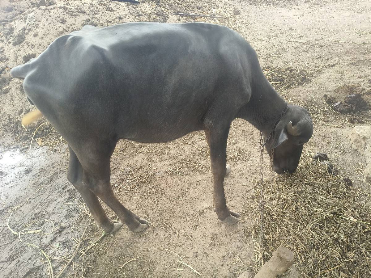 પાડી વેચવાની છે