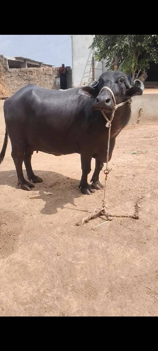 ભેસ વેચવાની છે