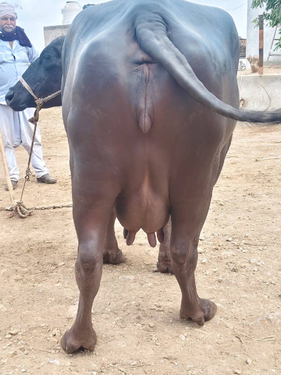 ભેસ વેચવાની છે