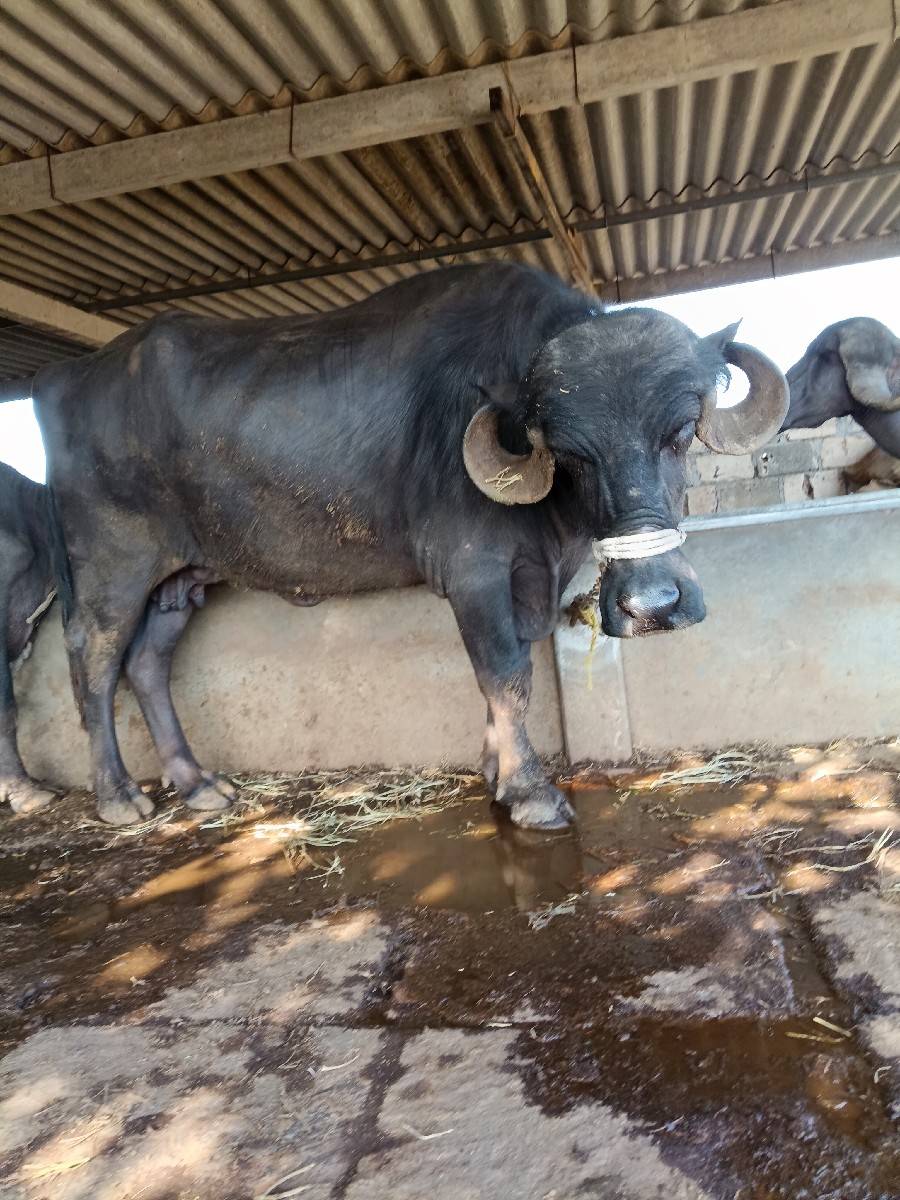 ભેંસ વેચવાની છે